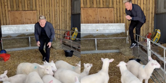 TikTok contro Gordon Ramsay e il video in cui sceglie un agnello da cucinare